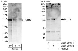 Bcl11a Rabbit anti-Human, Polyclonal, Bethyl Laboratories 100 &mu;L; Unconjugated:Antibodies,