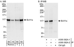 Bcl11a Rabbit anti-Human, Mouse, Polyclonal, Bethyl Laboratories 100 &mu;L;