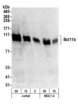 Bcl11b Polyclonal Antibody, Bethyl Laboratories 20 &mu;L; Unconjugated:Antibodies,
