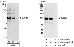 Bcl11b Rabbit anti-Human, Polyclonal, Bethyl Laboratories 100 &mu;L; Unconjugated:Antibodies,