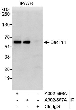 Beclin 1 Rabbit anti-Human, Polyclonal, Bethyl Laboratories 100 &mu;L;