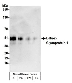 Beta-2-Glycoprotein 1 Mouse anti-Human, Clone: 7B8, Bethyl Laboratories