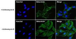 beta Actin Monoclonal Antibody (15G5A11/E2), Invitrogen 100 &mu;g; Unconjugated:Antibodies,