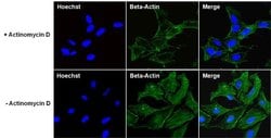 beta Actin Monoclonal Antibody (15G5A11/E2), Invitrogen 100 &mu;g; Unconjugated:Antibodies,