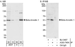 Beta-Arrestin 1 Rabbit anti-Human, Polyclonal, Bethyl Laboratories 100