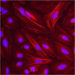 Invitrogen™ beta Actin Monoclonal Antibody (BA3R), DyLight™ 650