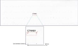 Beta-catenin Mouse anti-Canine, Human, Mouse, Rat, Clone: UMAB14, liquid,