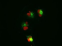 Beta-catenin Mouse anti-Human, Clone: OTI3G4, liquid, TrueMAB 100 &mu;L;