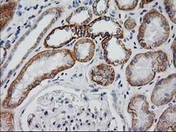 Beta-catenin Monoclonal Antibody (OTI1B11), TrueMAB , OriGene 30 &mu;L;