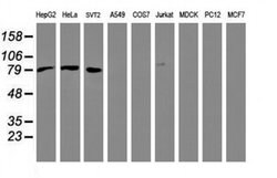 Beta-catenin Mouse anti-Human, Mouse, Clone: OTI1H10, liquid, TrueMAB 100