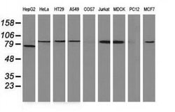 Beta-catenin Monoclonal Antibody (OTI2F6), TrueMAB , OriGene:Antibodies:Primary