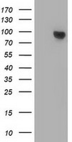 Beta-catenin Monoclonal Antibody (OTI3C6), TrueMAB , OriGene 30 &mu;L;