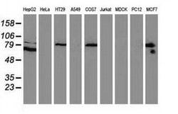Beta-catenin Monoclonal Antibody (OTI3C6), TrueMAB , OriGene 30 &mu;L;