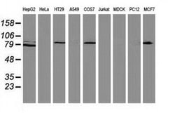 Beta-catenin Monoclonal Antibody (OTI5D2), TrueMAB , OriGene:Antibodies:Primary