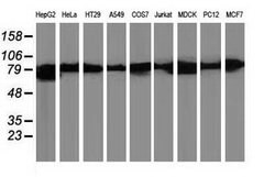 Beta-catenin Mouse anti-Canine, Human, Rat, Clone: OTI12C1, lyophilized, TrueMAB 100 &mu;g | Buy Online | Origene Technologies | Fisher Scientific