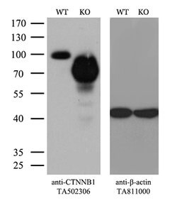 Beta-catenin Mouse anti-Canine, Human, Rat, Clone: OTI12C1, lyophilized, TrueMAB 100 &mu;g | Buy Online | Origene Technologies | Fisher Scientific