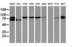 Beta-catenin Mouse anti-Human, Rat, Clone: OTI8B5, lyophilized, TrueMAB 100 &mu;g | Buy Online | Origene Technologies | Fisher Scientific