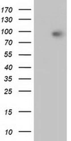 Beta-catenin Monoclonal Antibody (OTI3F9), TrueMAB , OriGene:Antibodies:Primary