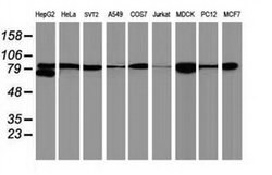 Beta-catenin Monoclonal Antibody (OTI3F9), TrueMAB , OriGene 100 &mu;L;