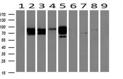Beta-catenin Monoclonal Antibody (OTI3F9), TrueMAB , OriGene 100 &mu;L;