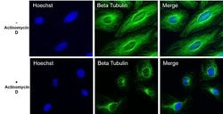 Invitrogen beta Tubulin Loading Control Monoclonal Antibody (BT7R):Antibodies:Primary
