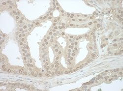 Bin1 Rabbit anti-Human, Polyclonal, Bethyl Laboratories 10 &mu;L; Unconjugated:Antibodies,