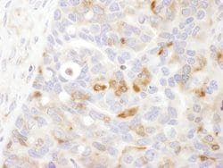 Bin1 Rabbit anti-Human, Polyclonal, Bethyl Laboratories 10 &mu;L; Unconjugated:Antibodies,
