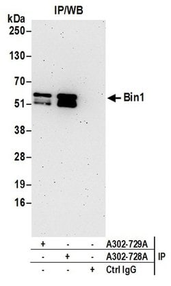 Bin1 Rabbit anti-Human, Polyclonal, Bethyl Laboratories 10 &mu;L; Unconjugated:Antibodies,