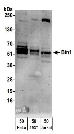 Bin1 Rabbit anti-Human, Polyclonal, Bethyl Laboratories 10 &mu;L; Unconjugated:Antibodies,