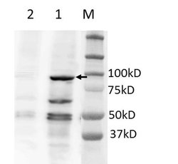 Invitrogen BRD2 Polyclonal Antibody 400 &mu;L; Unconjugated:Antibodies,
