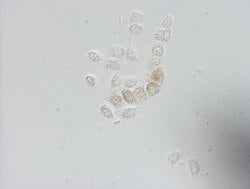 BrdU Mouse anti-Chemical, Clone: OTI3A4, lyophilized, TrueMAB 100 &mu;g;
