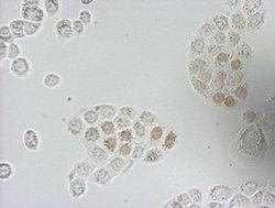 BrdU Mouse anti-Chemical, Clone: OTI1D7, liquid, TrueMAB 100 &mu;L; Unconjugated:Antibodies,