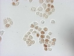 BrdU Mouse anti-Chemical, Clone: OTI7H4, liquid, TrueMAB 100 &mu;L; Unconjugated:Antibodies,