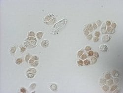BrdU Mouse anti-Chemical, Clone: OTI7H4, liquid, TrueMAB 100 &mu;L; Unconjugated:Antibodies,