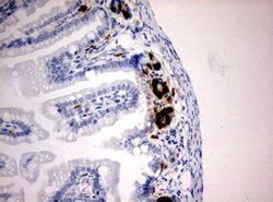 BrdU Mouse anti-Chemical, Clone: OTI3A4, lyophilized, TrueMAB 100 &mu;g;