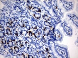 BrdU Mouse anti-Chemical, Clone: OTI3A4, lyophilized, TrueMAB 100 &mu;g;
