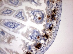 BrdU Mouse anti-Chemical, Clone: OTI2G6, lyophilized, TrueMAB 100 &mu;g;