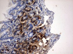 BrdU Mouse anti-Chemical, Clone: OTI2G6, lyophilized, TrueMAB 100 &mu;g;