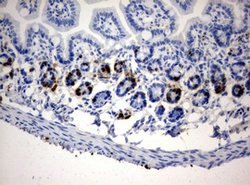 BrdU Mouse anti-Chemical, Clone: OTI2G6, lyophilized, TrueMAB 100 &mu;g;