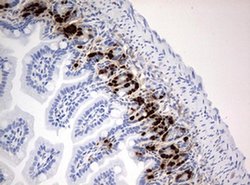 BrdU Mouse anti-Chemical, Clone: OTI1D7, liquid, TrueMAB 100 &mu;L; Unconjugated:Antibodies,