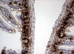 BrdU Mouse anti-Chemical, Clone: OTI7H4, liquid, TrueMAB 100 &mu;L; Unconjugated:Antibodies,