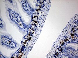 BrdU Mouse anti-Chemical, Clone: OTI4H10, liquid, TrueMAB 100 &mu;L; Unconjugated:Antibodies,
