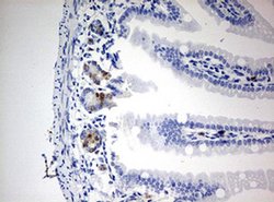 BrdU Mouse anti-Chemical, Clone: OTI4H10, liquid, TrueMAB 100 &mu;L; Unconjugated:Antibodies,