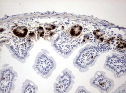 BrdU Mouse anti-Chemical, Clone: OTI7H4, liquid, TrueMAB 100 &mu;L; Unconjugated:Antibodies,