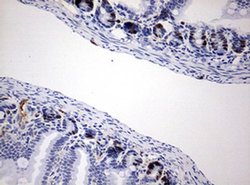BrdU Mouse anti-Chemical, Clone: OTI7H4, liquid, TrueMAB 100 &mu;L; Unconjugated:Antibodies,