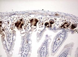 BrdU Mouse anti-Chemical, Clone: OTI7H4, liquid, TrueMAB 100 &mu;L; Unconjugated:Antibodies,