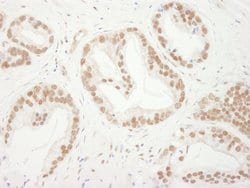 Bub3 Rabbit anti-Human, Polyclonal, Bethyl Laboratories 100 &mu;L; Unconjugated:Antibodies,