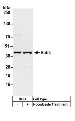 Bub3 Rabbit anti-Human, Polyclonal, Bethyl Laboratories 100 &mu;L; Unconjugated:Antibodies,