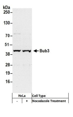 Bub3 Polyclonal Antibody, Bethyl Laboratories 20 &mu;L; Unconjugated:Antibodies,