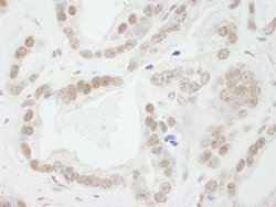 Bub3 Polyclonal Antibody, Bethyl Laboratories 100 &mu;L; Unconjugated:Antibodies,